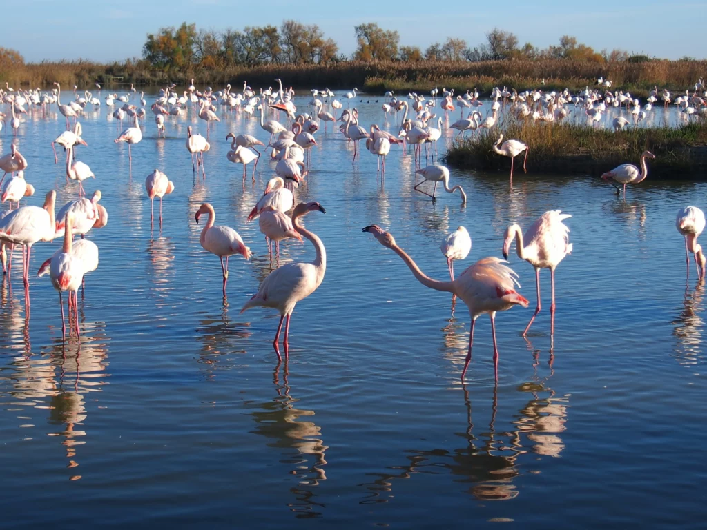 Camargues
